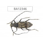 Cerambycidae sp. China, Guizhou, Qiandongnan, Rongjiang county. 1Pcs. BA12346.