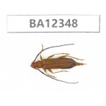 Cerambycidae sp. China, Guizhou, Qiandongnan, Rongjiang county. 1Pcs. BA12348.