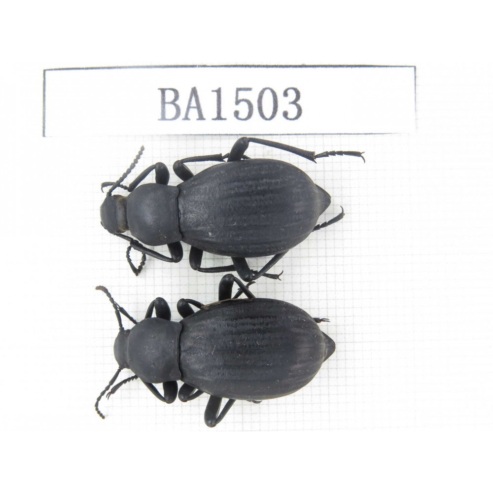 Tenebrionidae sp. China, Tibet, Linzhi area, Bomi county. 2Pcs. BA1503.