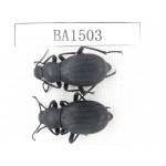 Tenebrionidae sp. China, Tibet, Linzhi area, Bomi county. 2Pcs. BA1503.