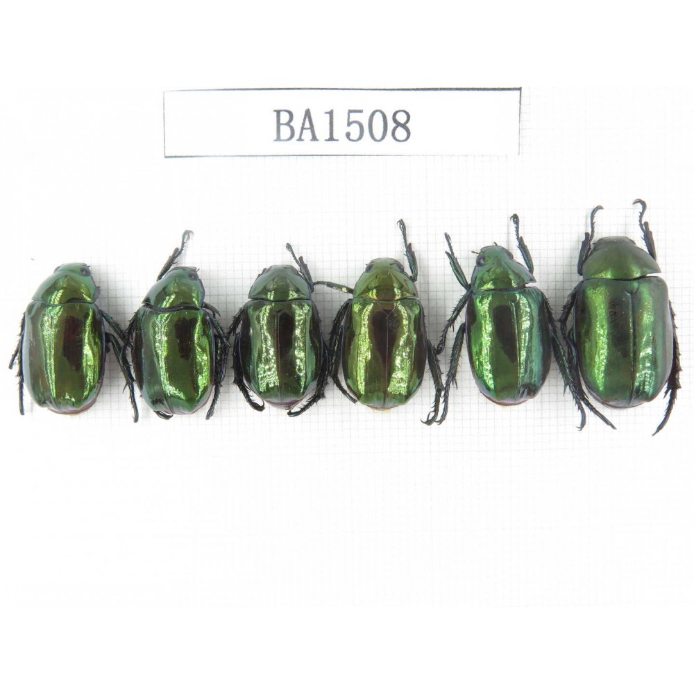 Rutelidae sp. China, Tibet, Linzhi area, Bomi county. 6Pcs. BA1508.