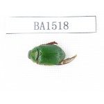 Rutelidae sp. China, Tibet, Linzhi area, Bomi county. 1Pcs. BA1518.