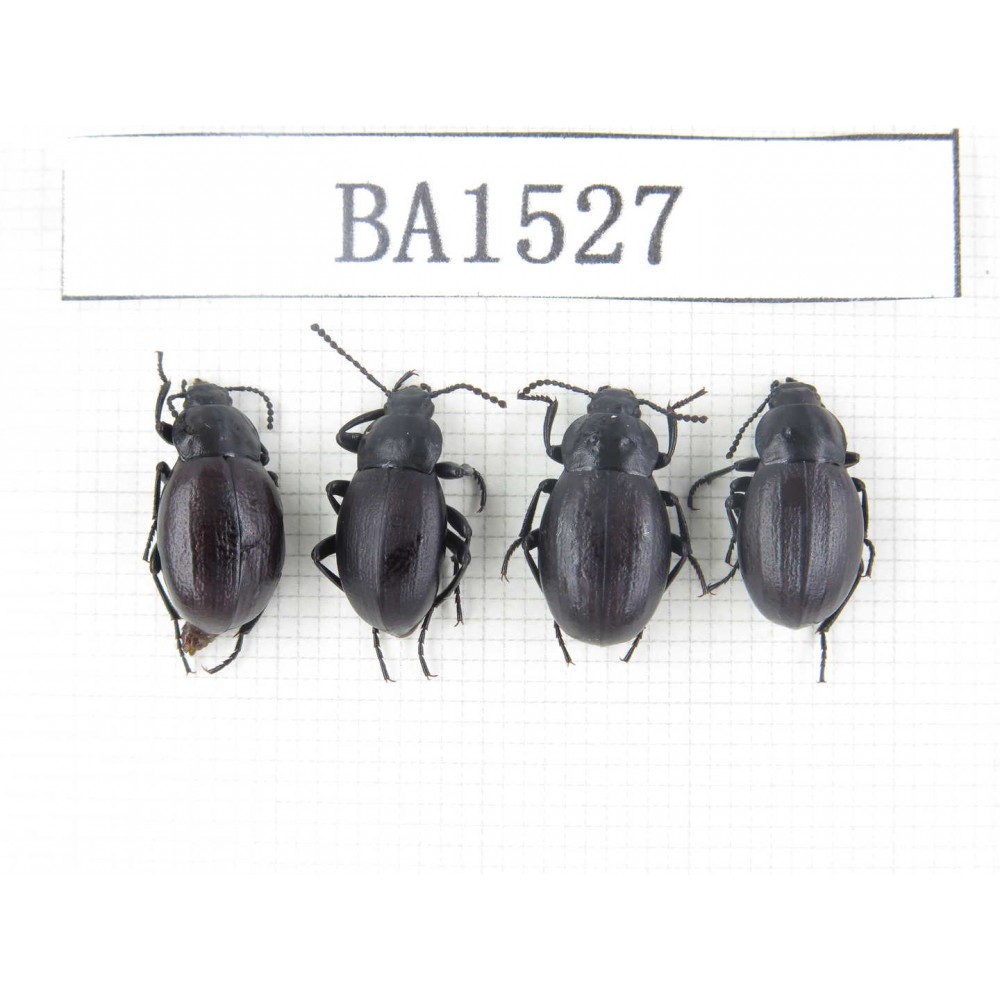 Carabidae sp. China, Tibet, Linzhi area, Mt.Serkyla. 4Pcs. BA1527.