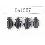 Carabidae sp. China, Tibet, Linzhi area, Mt.Serkyla. 4Pcs. BA1527.