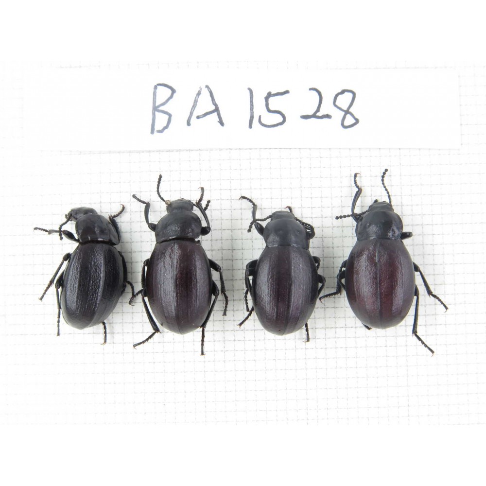 Carabidae sp. China, Tibet, Linzhi area, Mt.Serkyla. 4Pcs. BA1528.