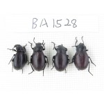 Carabidae sp. China, Tibet, Linzhi area, Mt.Serkyla. 4Pcs. BA1528.
