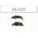Dermaptera sp. China, Tibet, Linzhi area, Mt.Serkyla. 2Pcs. BA1537.