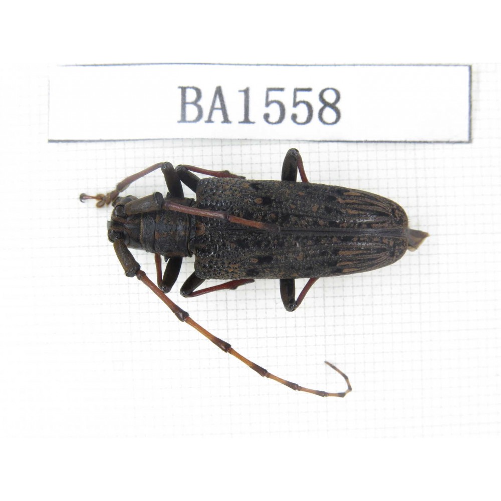 Cerambycidae sp. China, Yunnan, Honghe, Yuanyang county. 1Pcs. BA1558.