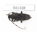 Cerambycidae sp. China, Yunnan, Honghe, Yuanyang county. 1Pcs. BA1558.