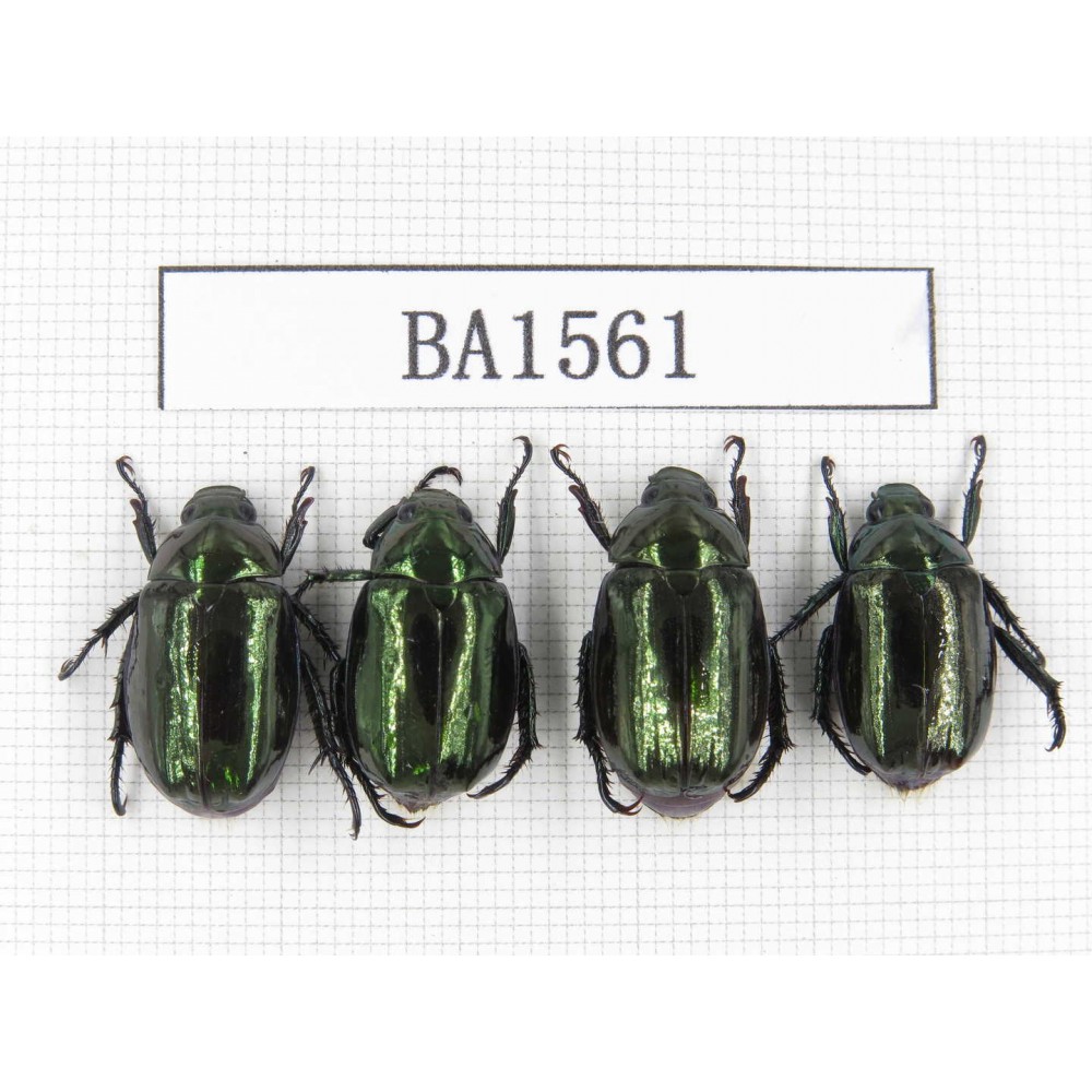Rutelidae sp. China, Yunnan, Xiangerila, S of Weixi county. 4Pcs. BA1561.