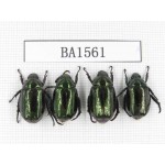 Rutelidae sp. China, Yunnan, Xiangerila, S of Weixi county. 4Pcs. BA1561.