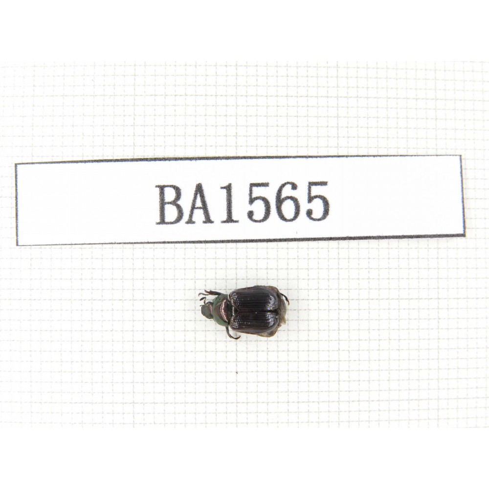 Rutelidae sp. China, Yunnan, Xiangerila, S of Weixi county. 1Pcs. BA1565.