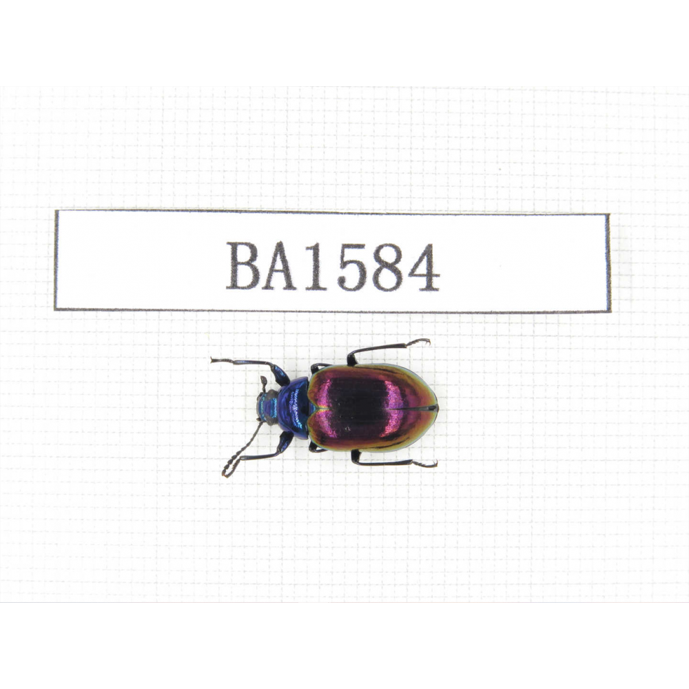 Coleoptera sp. China, Yunnan, Xiangerila, S of Weixi county. 1Pcs. BA1584.