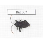 Hemiptera sp. China, Yunnan, Xiangerila, S of Weixi county. 1Pcs. BA1587.