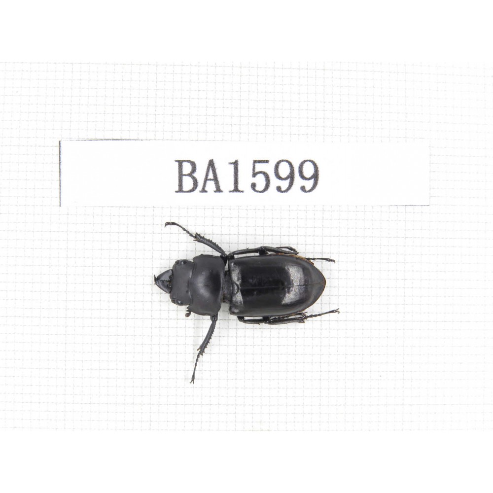 Dorcus sp. China, Yunnan, Nujiang, Gongshan county. 1M. BA1599.
