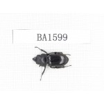 Dorcus sp. China, Yunnan, Nujiang, Gongshan county. 1M. BA1599.