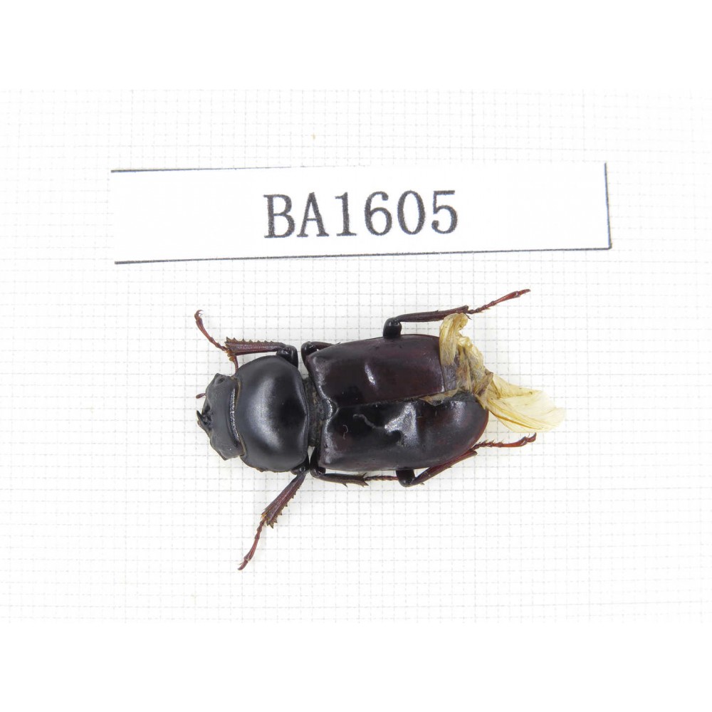 Dorcus sp. China, Yunnan, Nujiang, Gongshan county. 1F. BA1605.