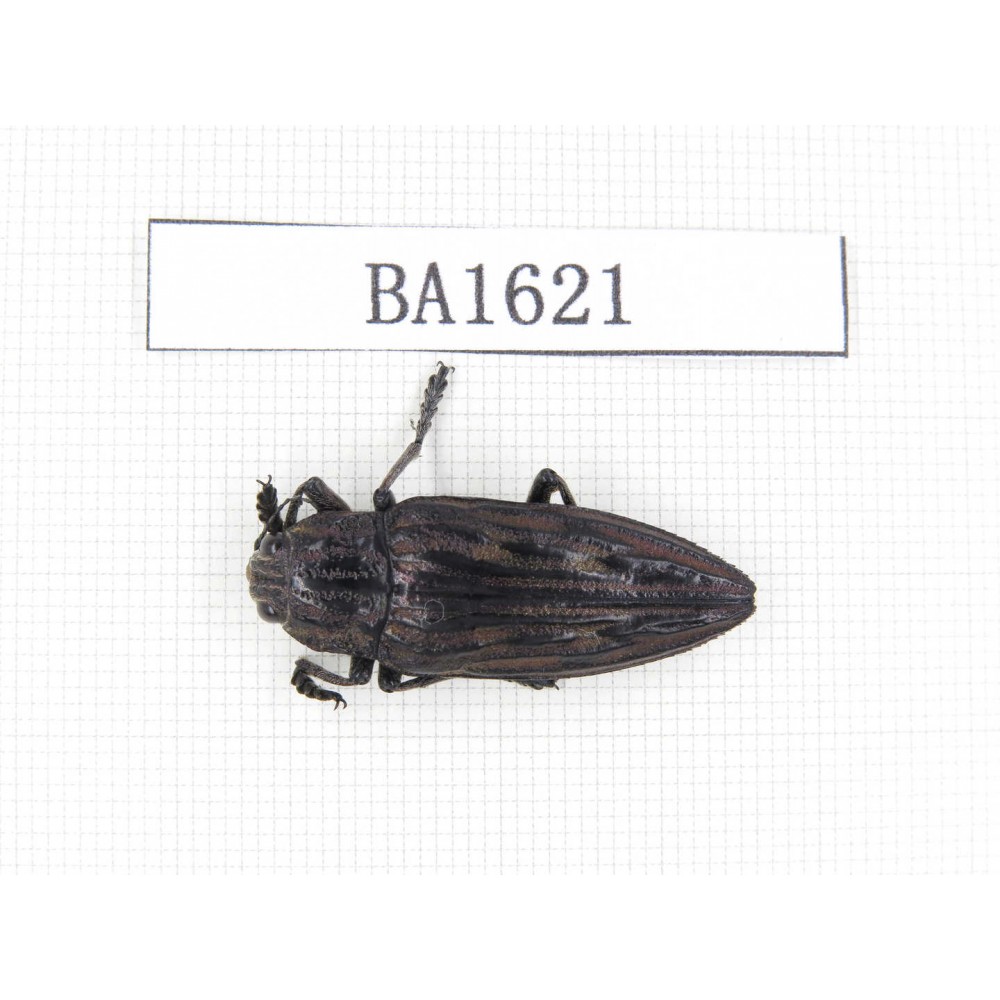 Buprestidae sp. China, Yunnan, Lijiang, W of Yulong county. 1Pcs. BA1621.