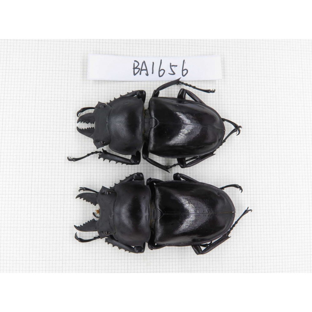 Neolucanus sp. China, Guizhou, Qiandongnan, Mt.Leigongshan. 2M. BA1656.