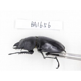 Neolucanus sp. China, Guizhou, Qiandongnan, Mt.Leigongshan. 2M. BA1656.