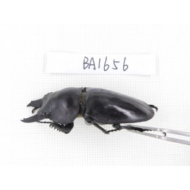Neolucanus sp. China, Guizhou, Qiandongnan, Mt.Leigongshan. 2M. BA1656.