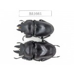 Dorcus sp. China, Guizhou, Qiandongnan, Mt.Leigongshan. 1P. BA1661.