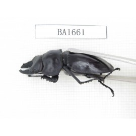 Dorcus sp. China, Guizhou, Qiandongnan, Mt.Leigongshan. 1P. BA1661.