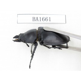 Dorcus sp. China, Guizhou, Qiandongnan, Mt.Leigongshan. 1P. BA1661.