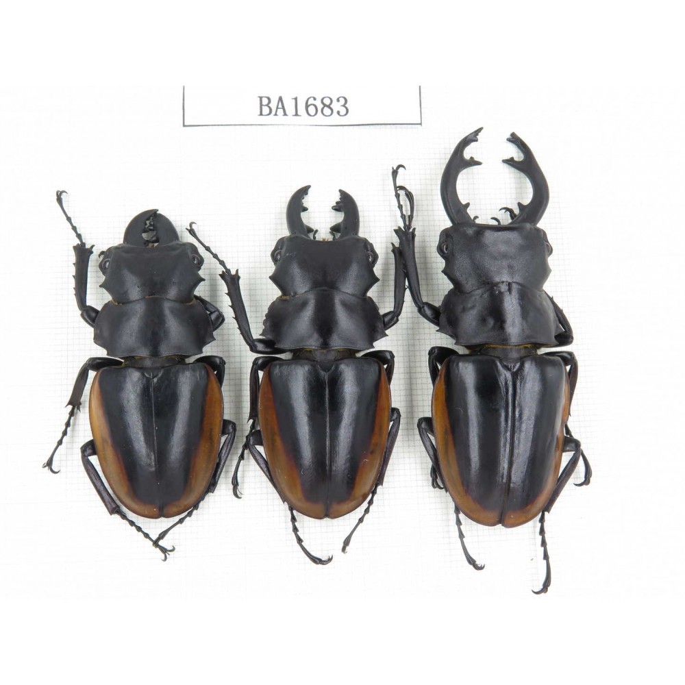 Odontolabis cuvera ssp. China, Guizhou, Qiandongnan, Mt.Leigongshan. 2M1F. BA1683.