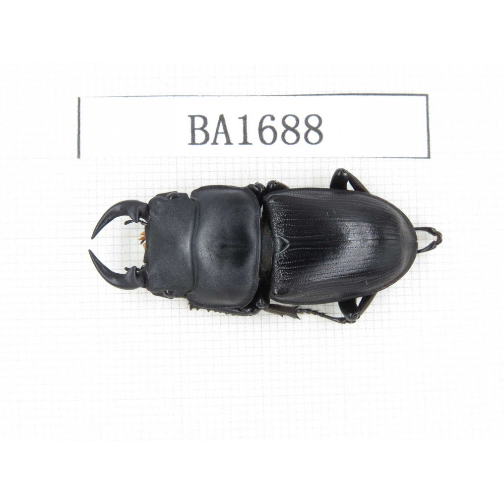 Dorcus sp. China, Guizhou, Qiandongnan, Mt.Leigongshan. 1M. BA1688.