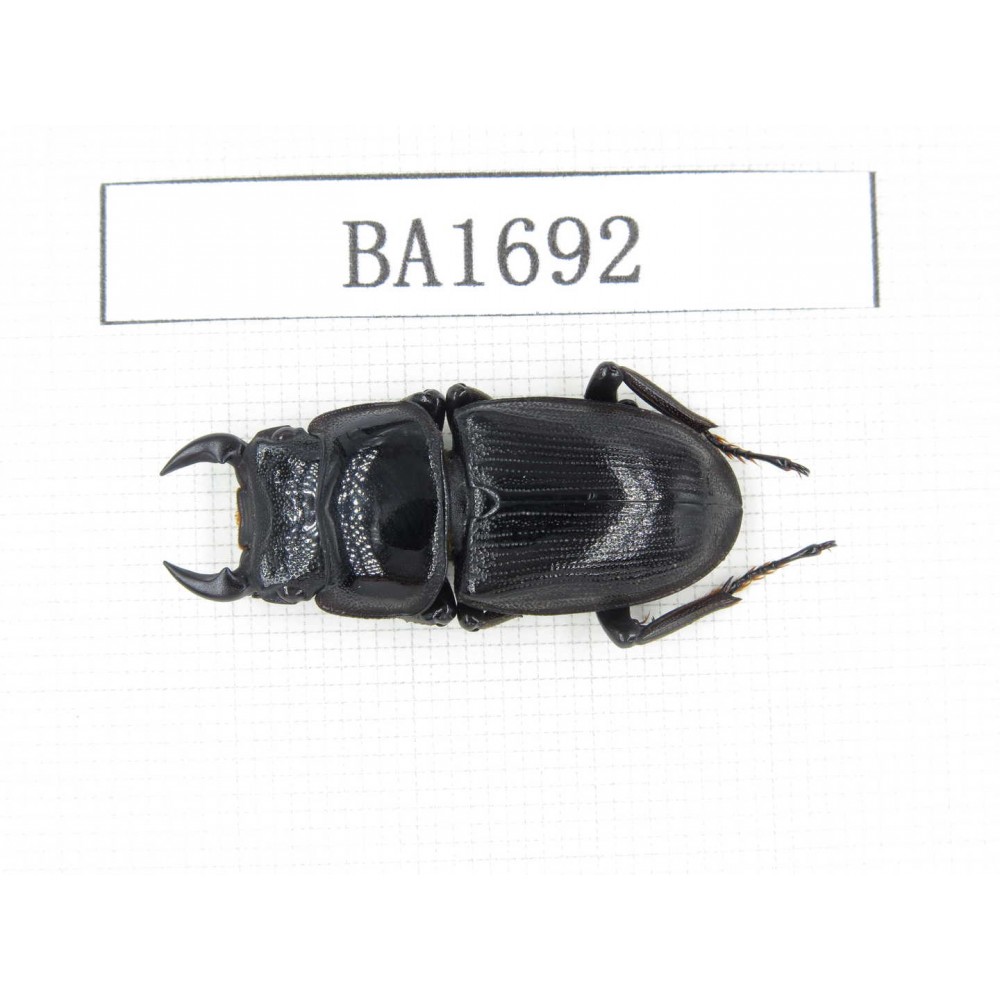 Dorcus sp. China, Guizhou, Qiandongnan, Mt.Leigongshan. 1M. BA1692.