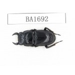 Dorcus sp. China, Guizhou, Qiandongnan, Mt.Leigongshan. 1M. BA1692.