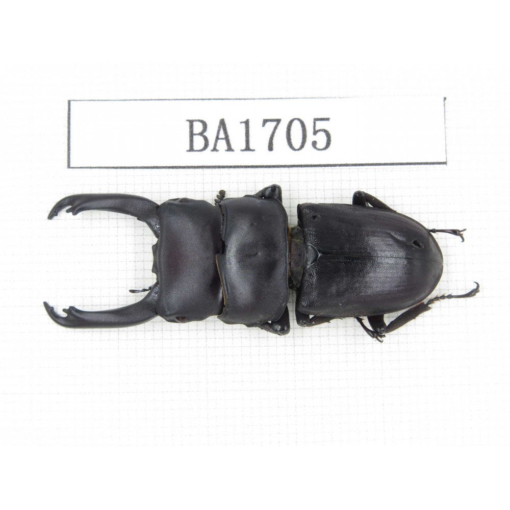 Dorcus sp. China, Guizhou, Qiandongnan, Mt.Leigongshan. 1M. BA1705.