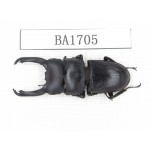 Dorcus sp. China, Guizhou, Qiandongnan, Mt.Leigongshan. 1M. BA1705.
