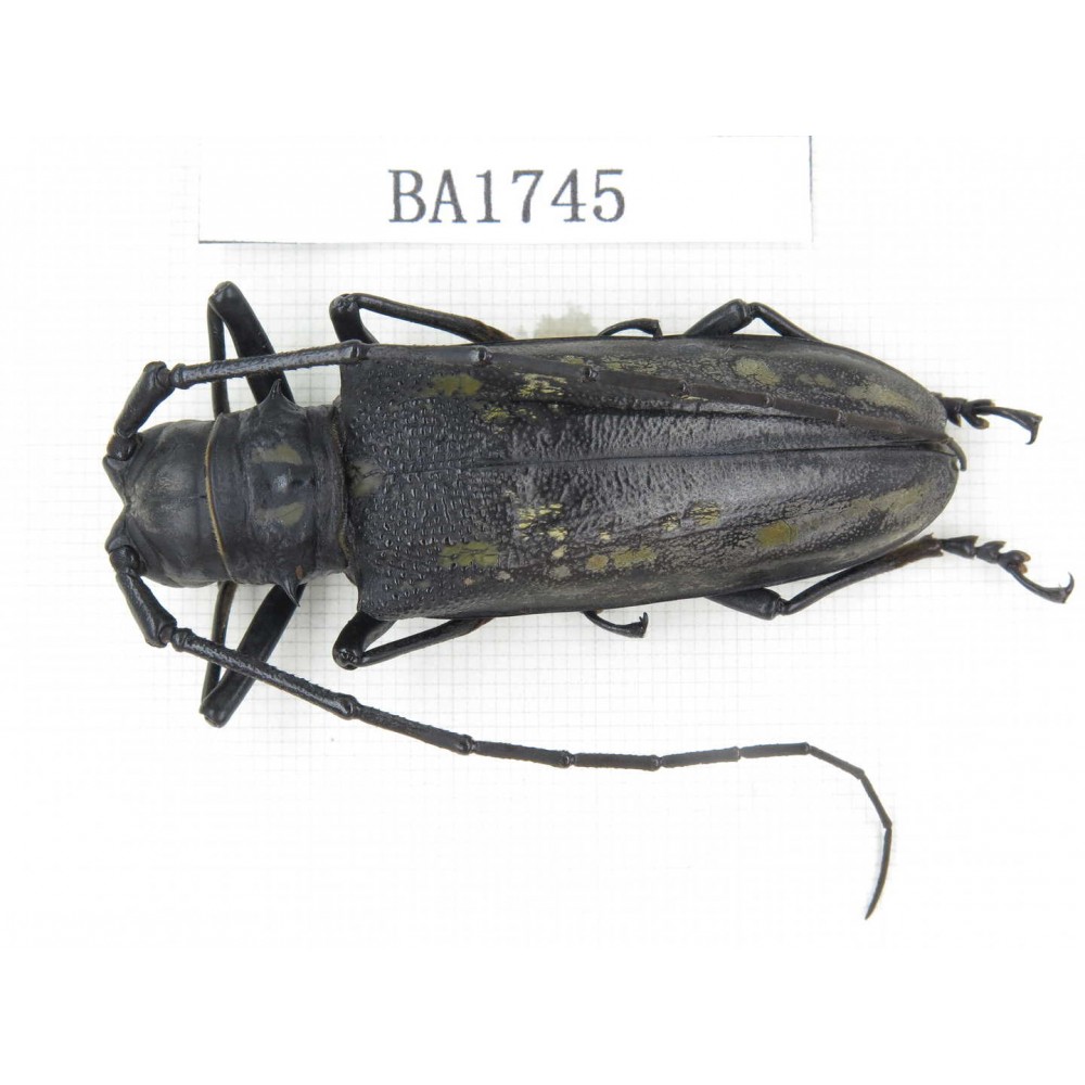 Cerambycidae sp. China, Guizhou, Qiandongnan, Mt.Leigongshan. 1Pcs. BA1745.