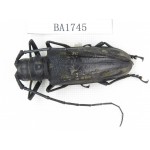 Cerambycidae sp. China, Guizhou, Qiandongnan, Mt.Leigongshan. 1Pcs. BA1745.