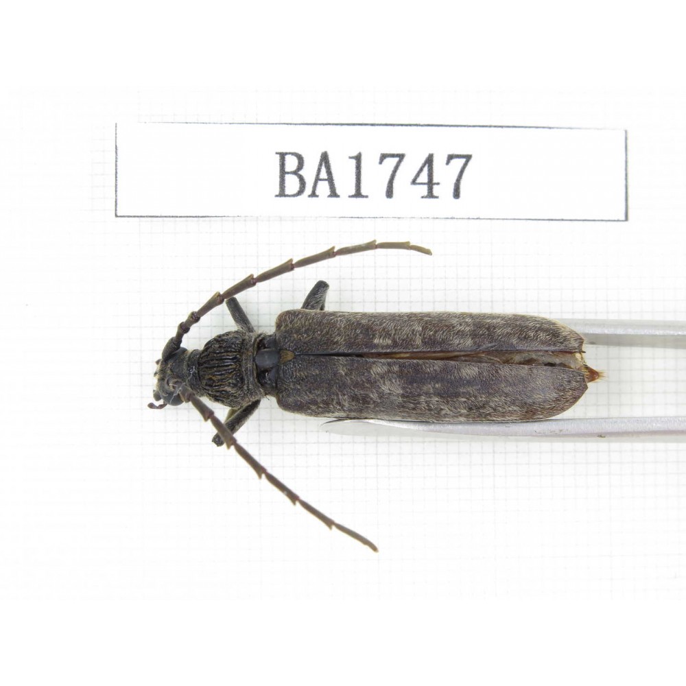 Cerambycidae sp. China, Guizhou, Qiandongnan, Mt.Leigongshan. 1Pcs. BA1747.