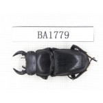 Dorcus sp. China, Guizhou, Qiandongnan, Mt.Miaoling. 1M. BA1779.