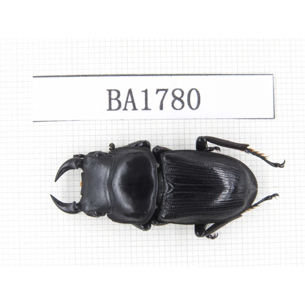 Dorcus sp. China, Guizhou, Qiandongnan, Mt.Miaoling. 1M. BA1780.
