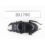 Dorcus sp. China, Guizhou, Qiandongnan, Mt.Miaoling. 1M. BA1780.