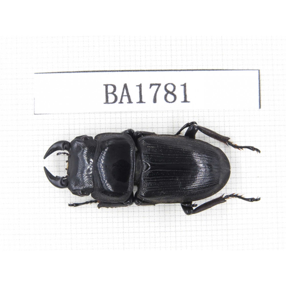 Dorcus sp. China, Guizhou, Qiandongnan, Mt.Miaoling. 1M. BA1781.