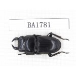 Dorcus sp. China, Guizhou, Qiandongnan, Mt.Miaoling. 1M. BA1781.