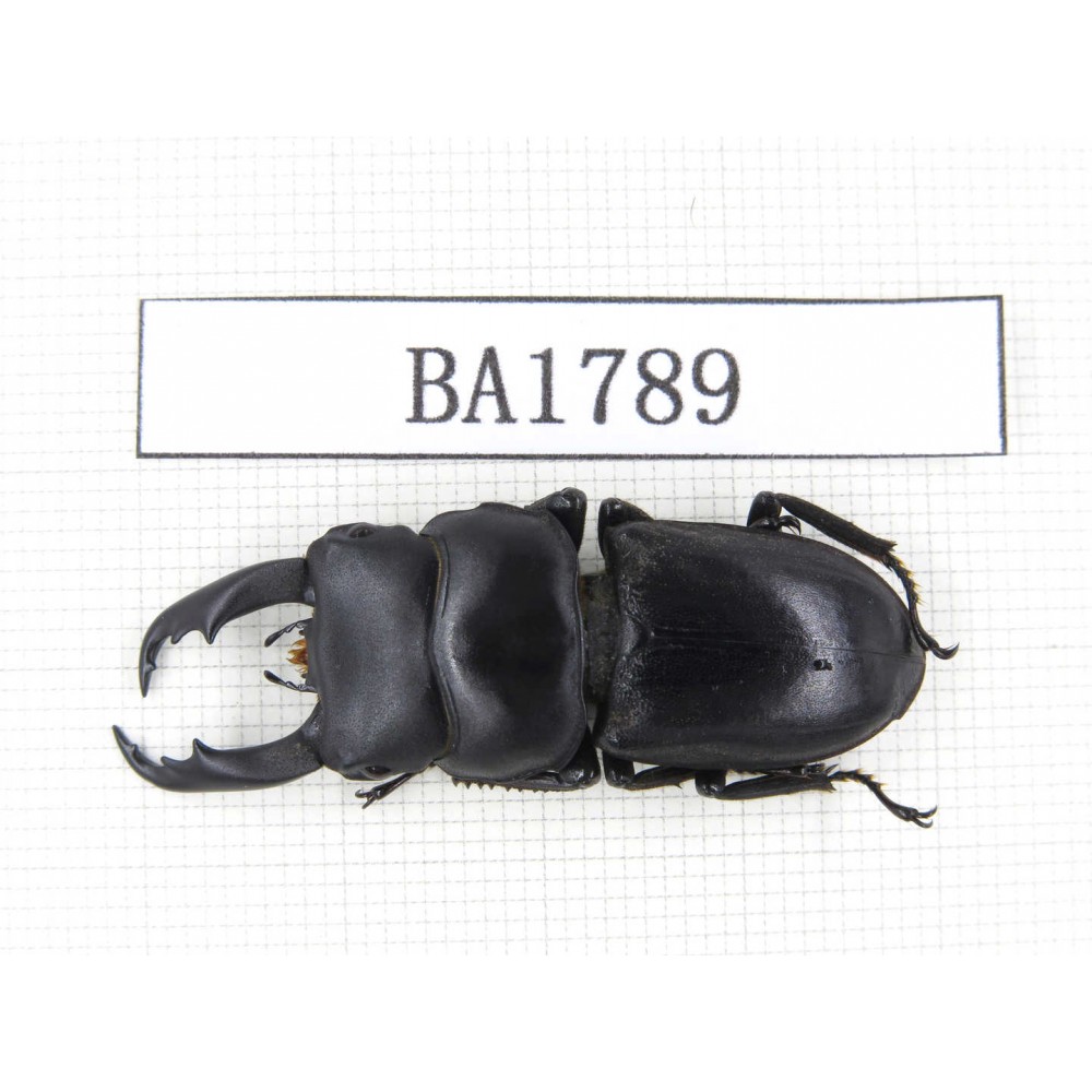 Dorcus sp. China, Guizhou, Qiandongnan, Mt.Miaoling. 1M. BA1789.