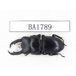 Dorcus sp. China, Guizhou, Qiandongnan, Mt.Miaoling. 1M. BA1789.