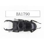 Dorcus sp. China, Guizhou, Qiandongnan, Mt.Miaoling. 1M. BA1790.