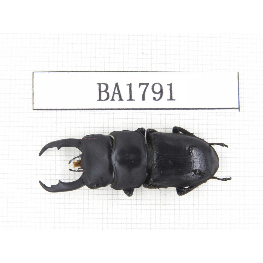 Dorcus sp. China, Guizhou, Qiandongnan, Mt.Miaoling. 1M. BA1791.