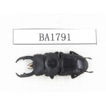 Dorcus sp. China, Guizhou, Qiandongnan, Mt.Miaoling. 1M. BA1791.