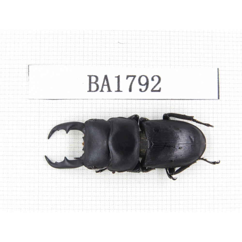 Dorcus sp. China, Guizhou, Qiandongnan, Mt.Miaoling. 1M. BA1792.