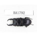 Dorcus sp. China, Guizhou, Qiandongnan, Mt.Miaoling. 1M. BA1792.