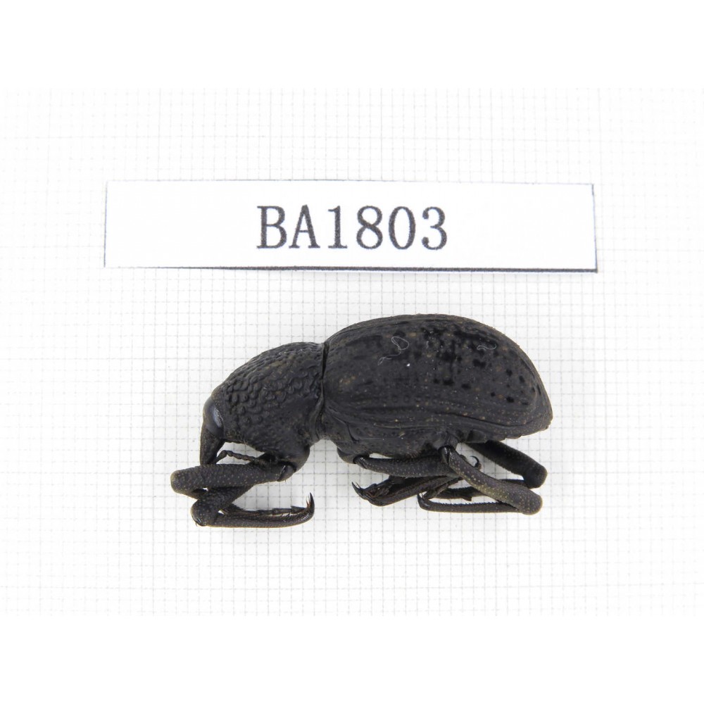 Curculionidae sp. China, Yunnan, Yuxi, Xinping county. 1Pcs. BA1803.